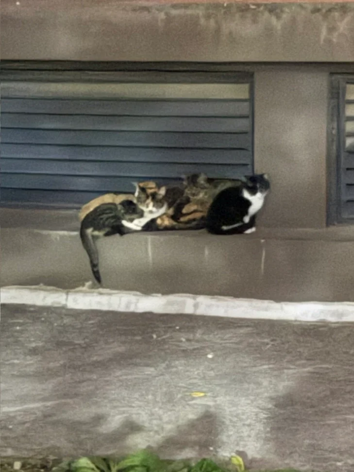 这么冷的天 总是担心流浪猫的安危 .