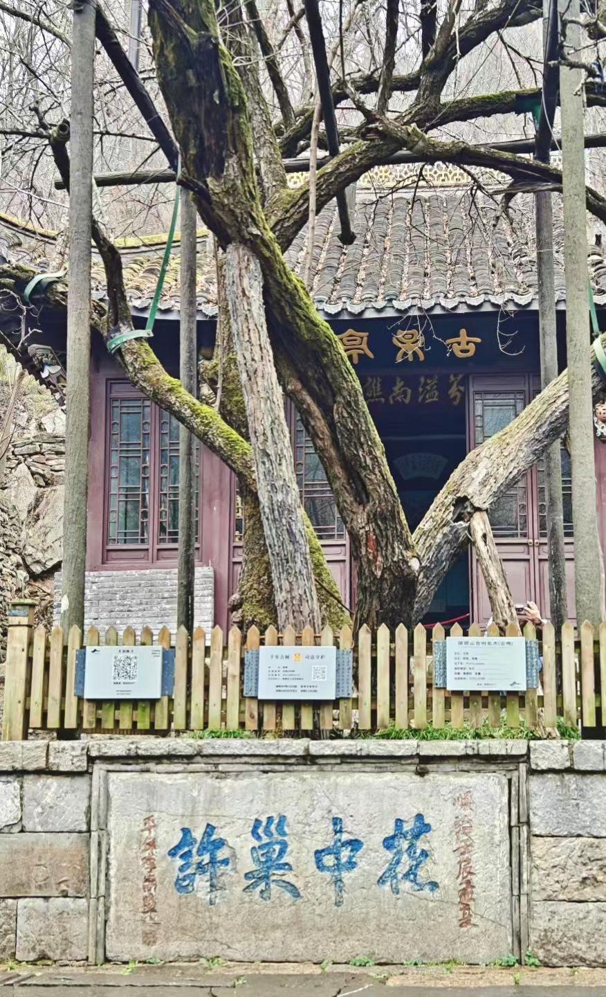 灰砖把光阴砌成门扉的诗，枯树与古墙私语，门内的石阶正等脚步叩响旧岁的回响。
🍂