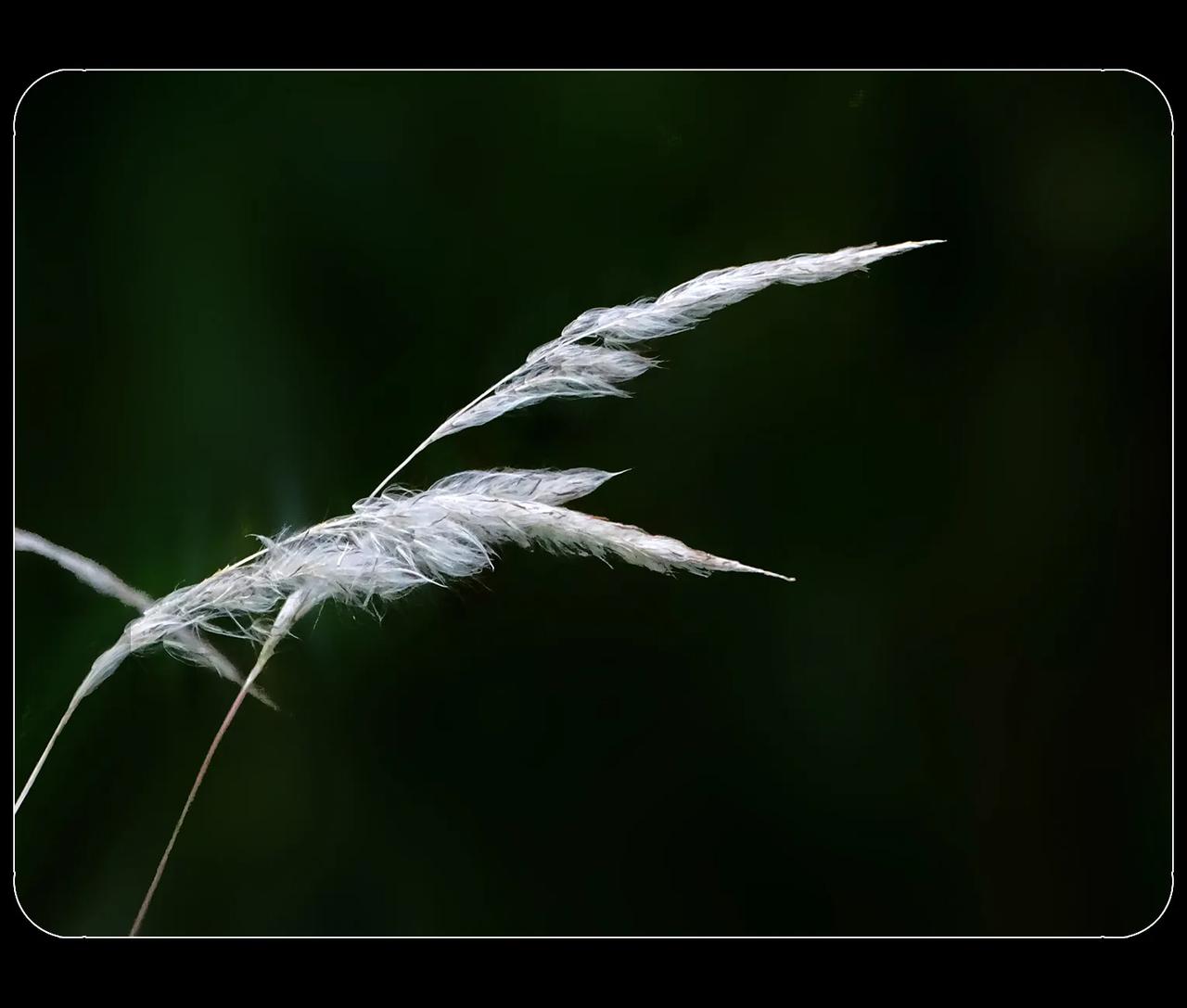 《闲拍花花草草》

【原创】
  #中国摄影圈#  #花花草草#