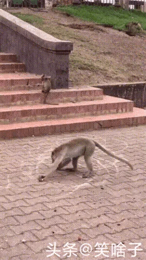 梦想还是要有的，万一就真的能够办到呢？看看人家猴子，不就是画的有模有样？