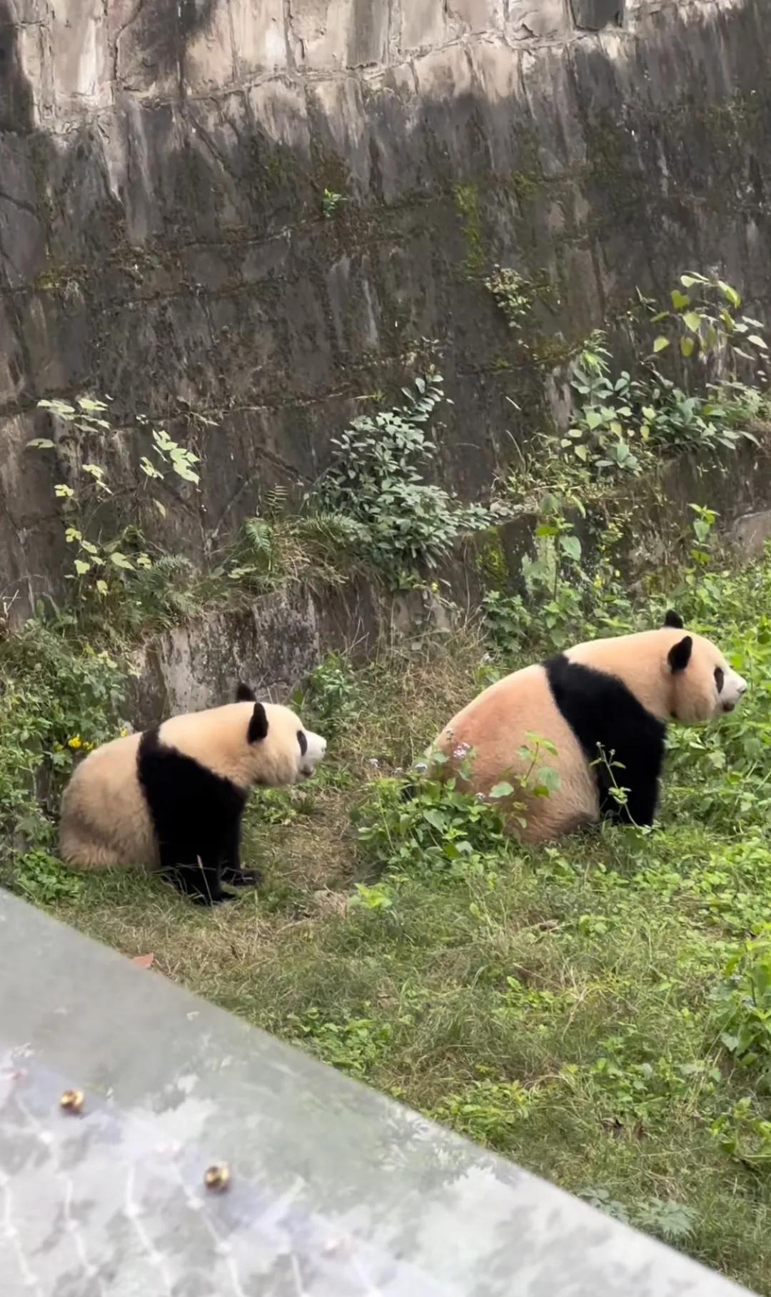 见过大熊猫双胞胎动作神同步的，可是你见过莽仔和莽小五这母子俩也是神同步吗，这还用