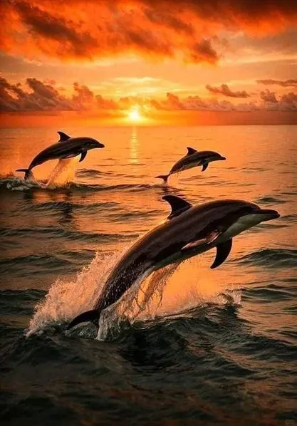 美图欣赏——夕阳中的海豚