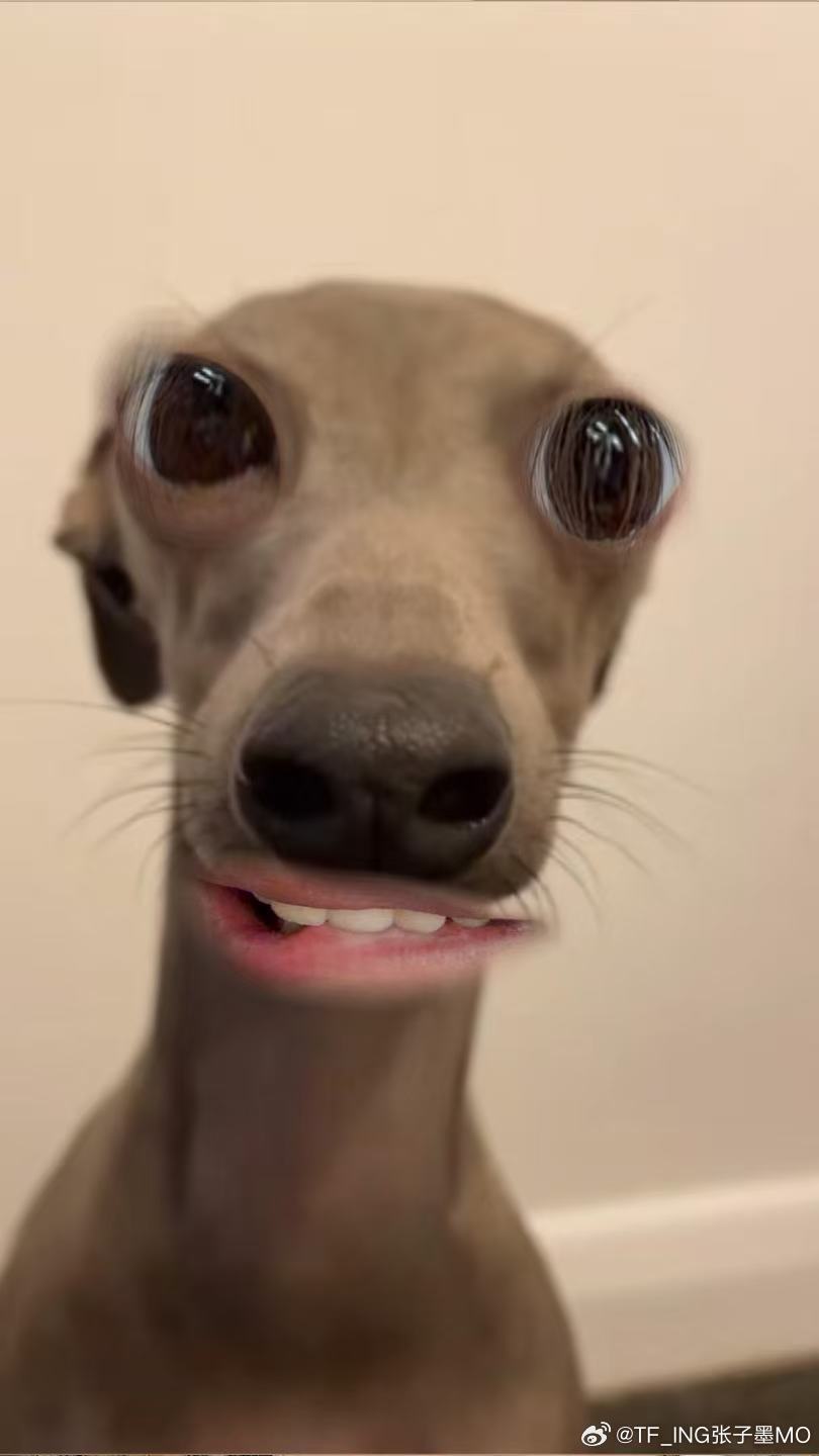 张子墨 让让让让 真.小狗来了redchamber青春品牌大使张子墨