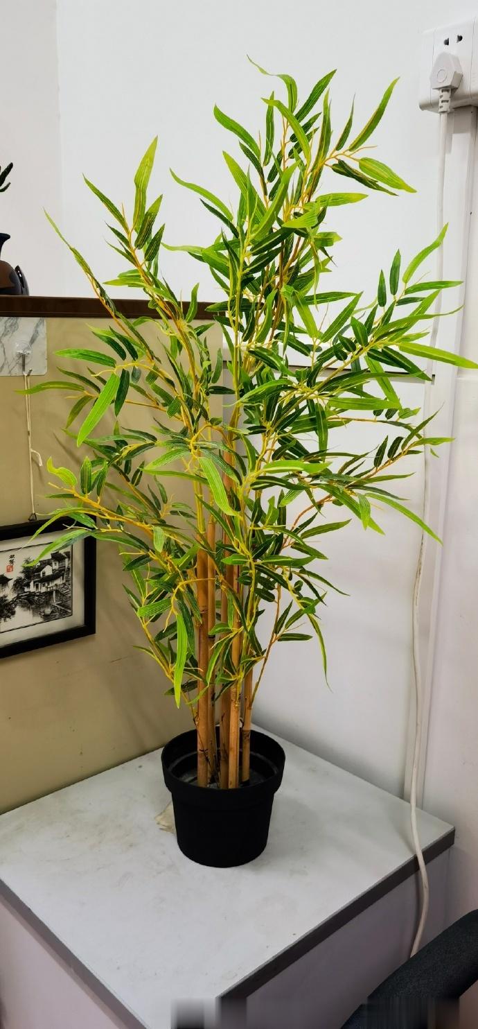 #中医式生活# 夏季天气炎热，适宜蚊子生长，但蚊子不喜欢薄荷、丁香和百里香等气味