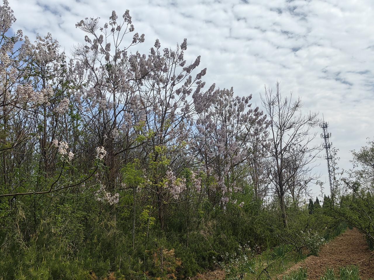 桐树的花也挺好看的，小时候常常吹一下，在手上打得啪啪响，前边咬一口，甜甜哒[送自