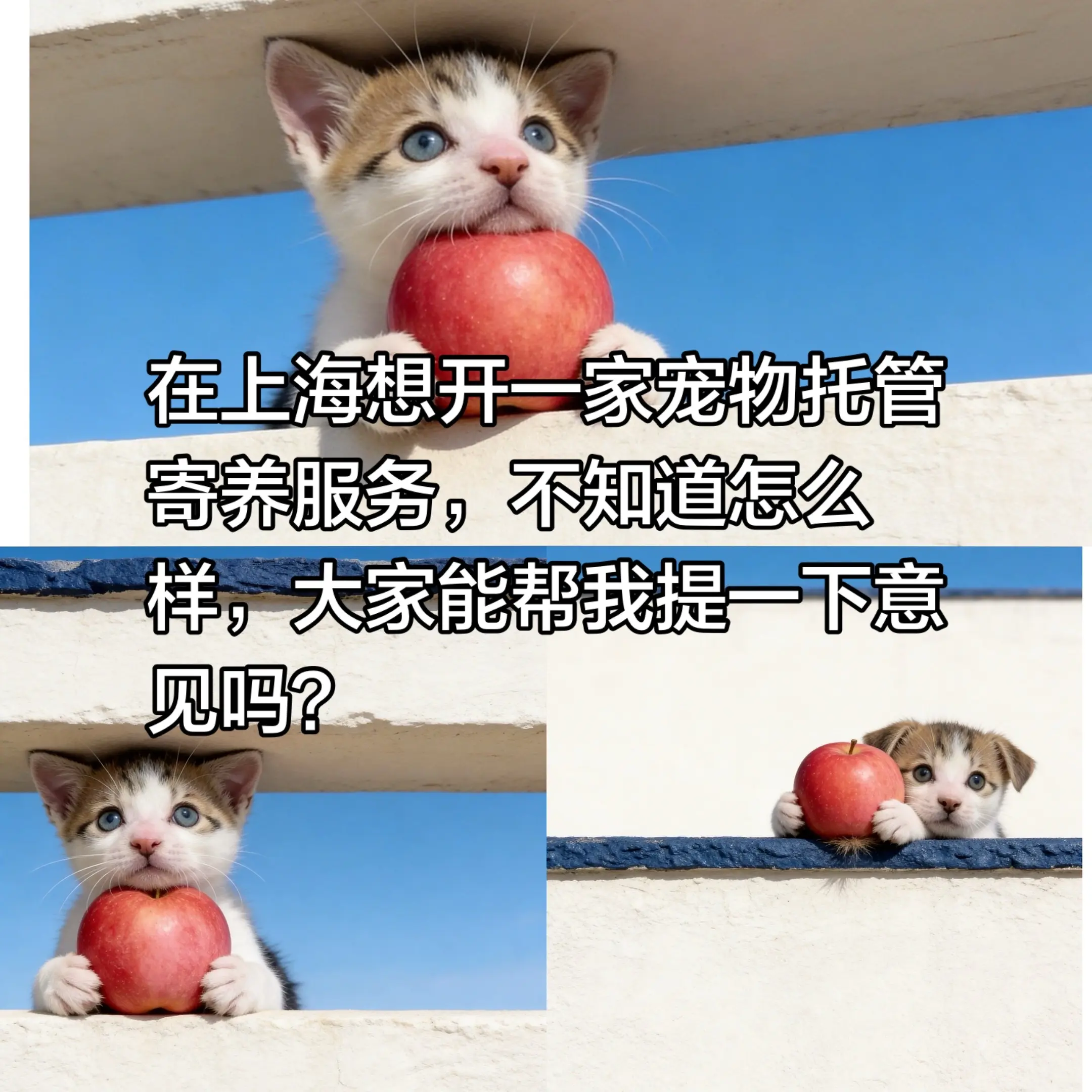 开一家宠物寄养，能做吗？