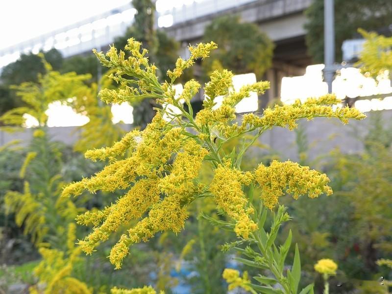 上海的朋友们注意啦！最近有个“不速之客”悄悄现身，在一些荒地里，一片黄色小花正迅