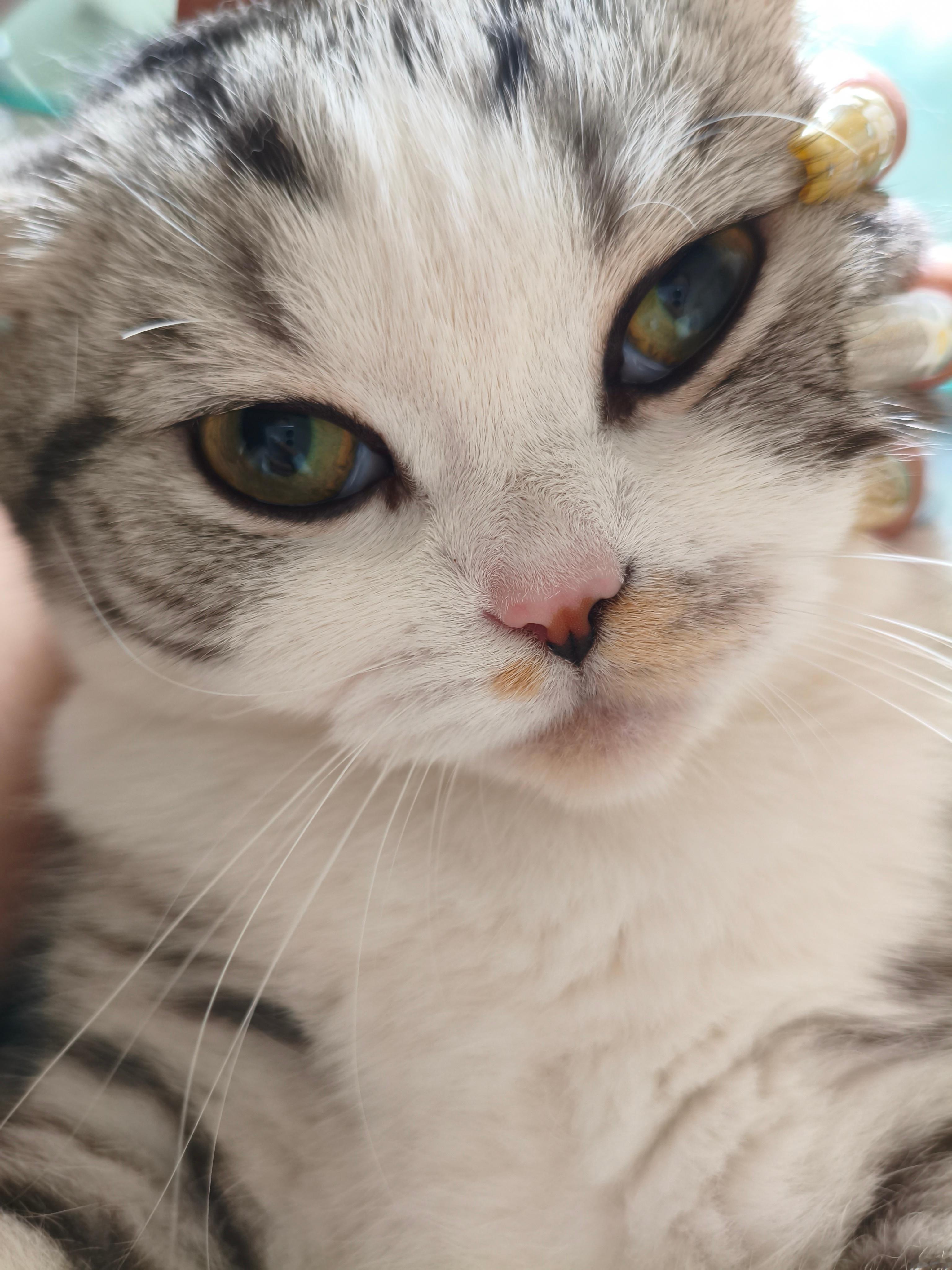 绝世大丑猫 