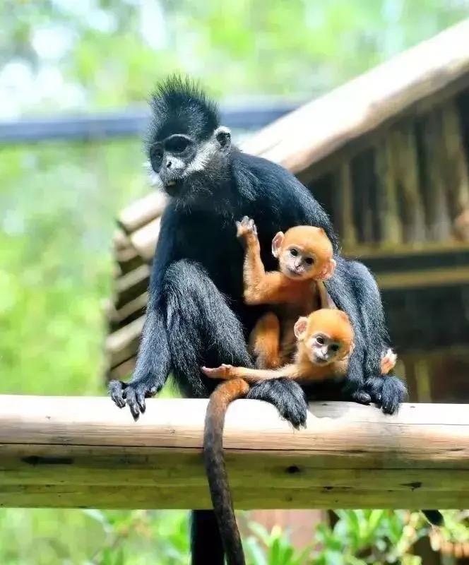 上林惊现珍稀黑叶猴全家福！全球不足2000只，金色幼崽萌化全网

近日，一则重磅