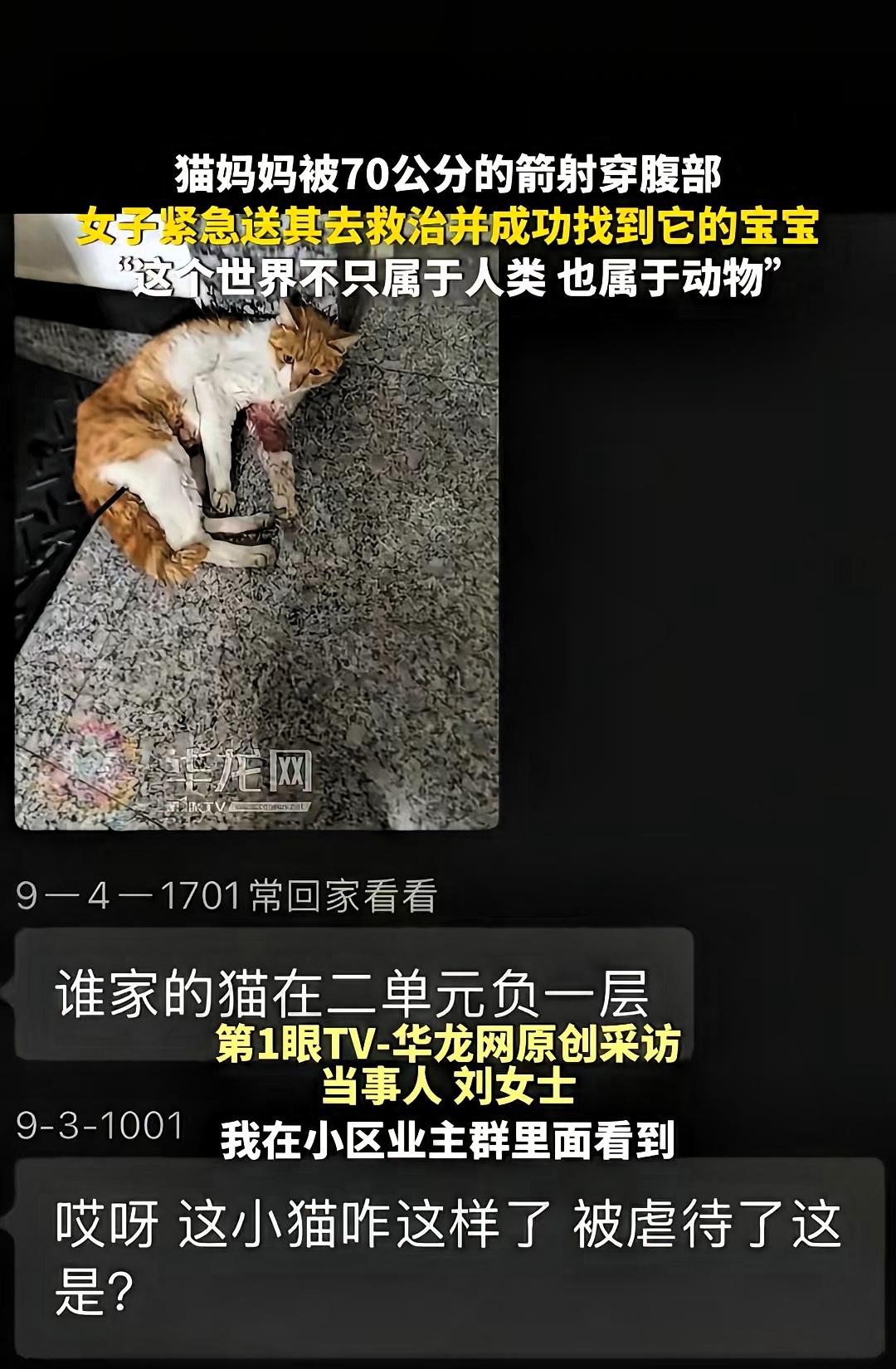 “泪目”刚生产的猫妈被70公分的箭击穿腹部，浑身是血，但没有惨叫还一直在楼层往上