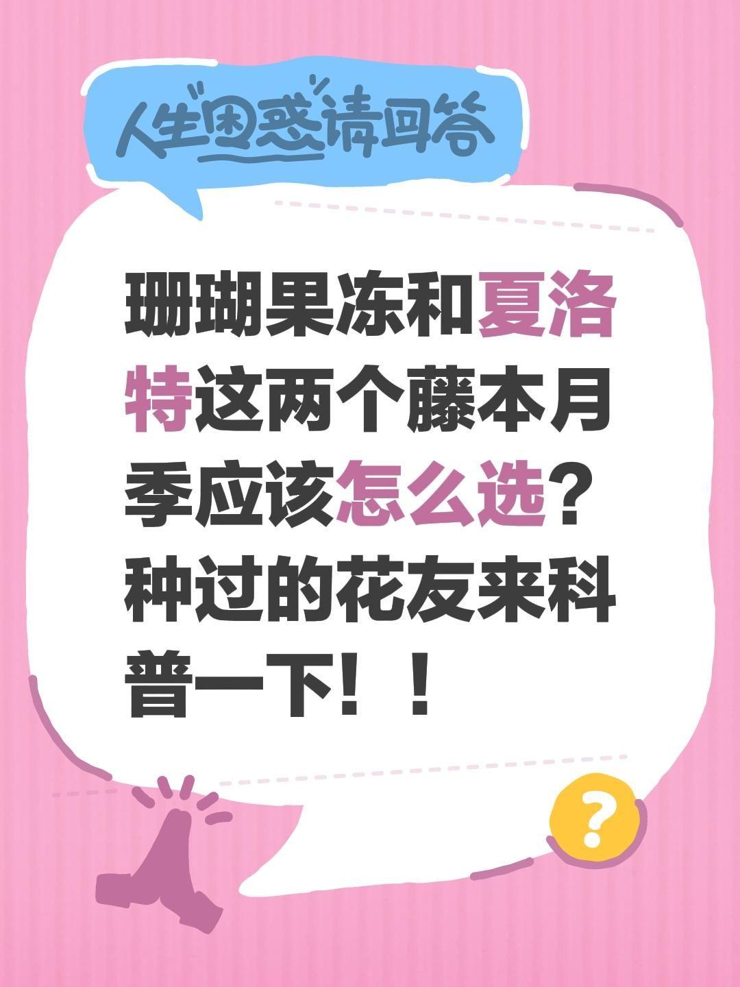 珊瑚果冻和夏洛特应该怎么选？珊瑚果冻和夏洛特这两个藤本月季应该怎么选？种过的花友