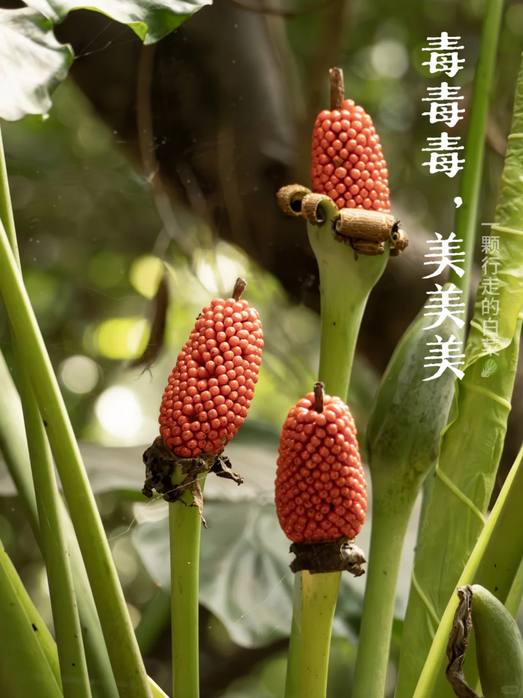 深自然 | 两米多高的海芋，下一秒龙猫出没