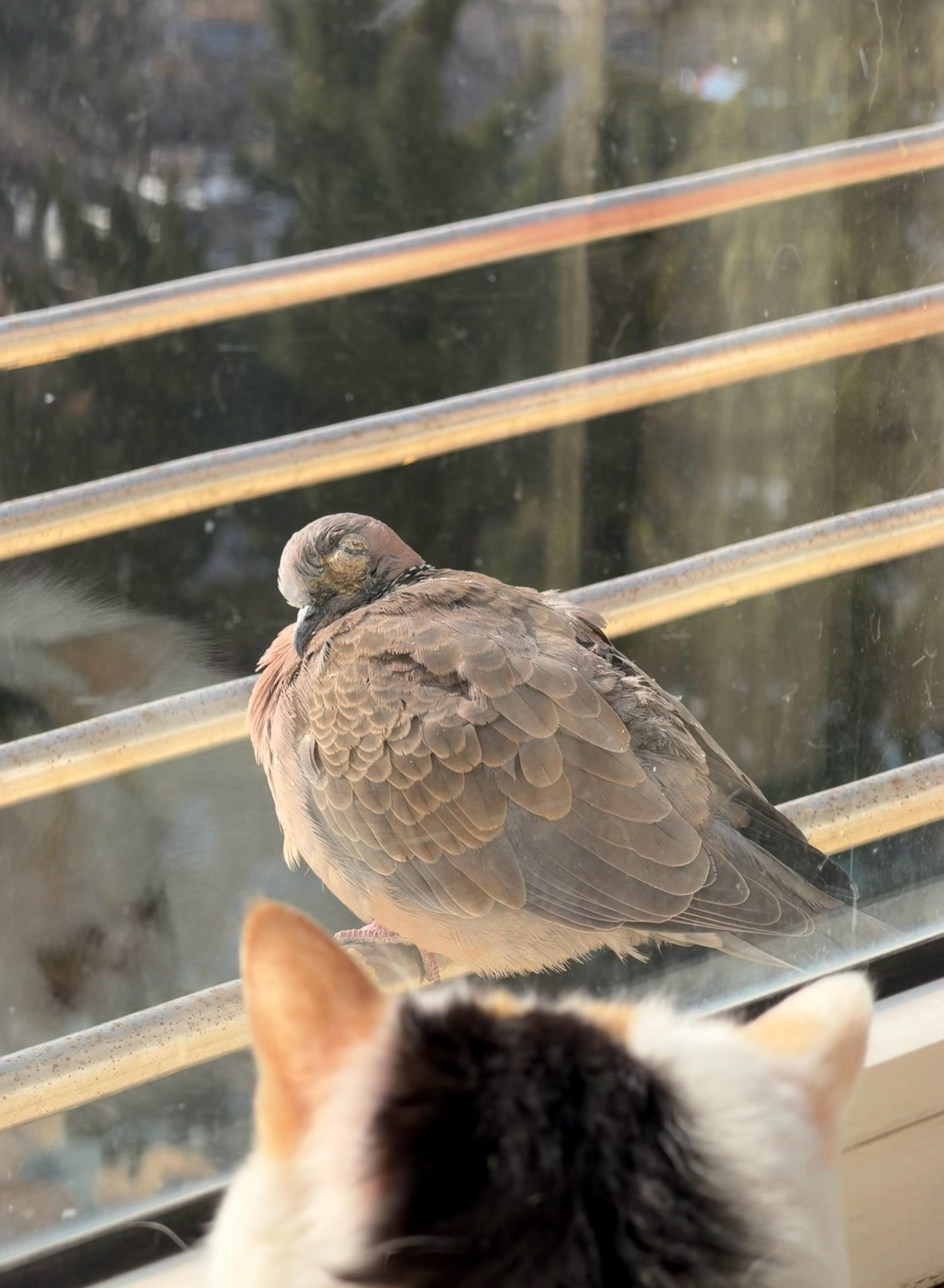 窗外飞来了一只肥鸟我以为是鸽子🕊️朋友说是斑鸠好肥好圆好可爱好美丽的斑鸠啊赶紧