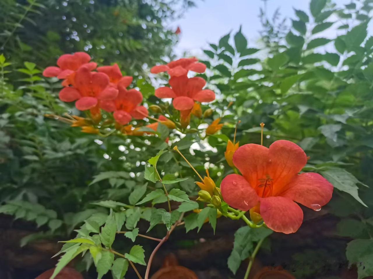 昨夜狂风暴雨，今早花儿依然娇俏。
昨天如此大的风雨，本想到今天外面肯定一片狼藉。