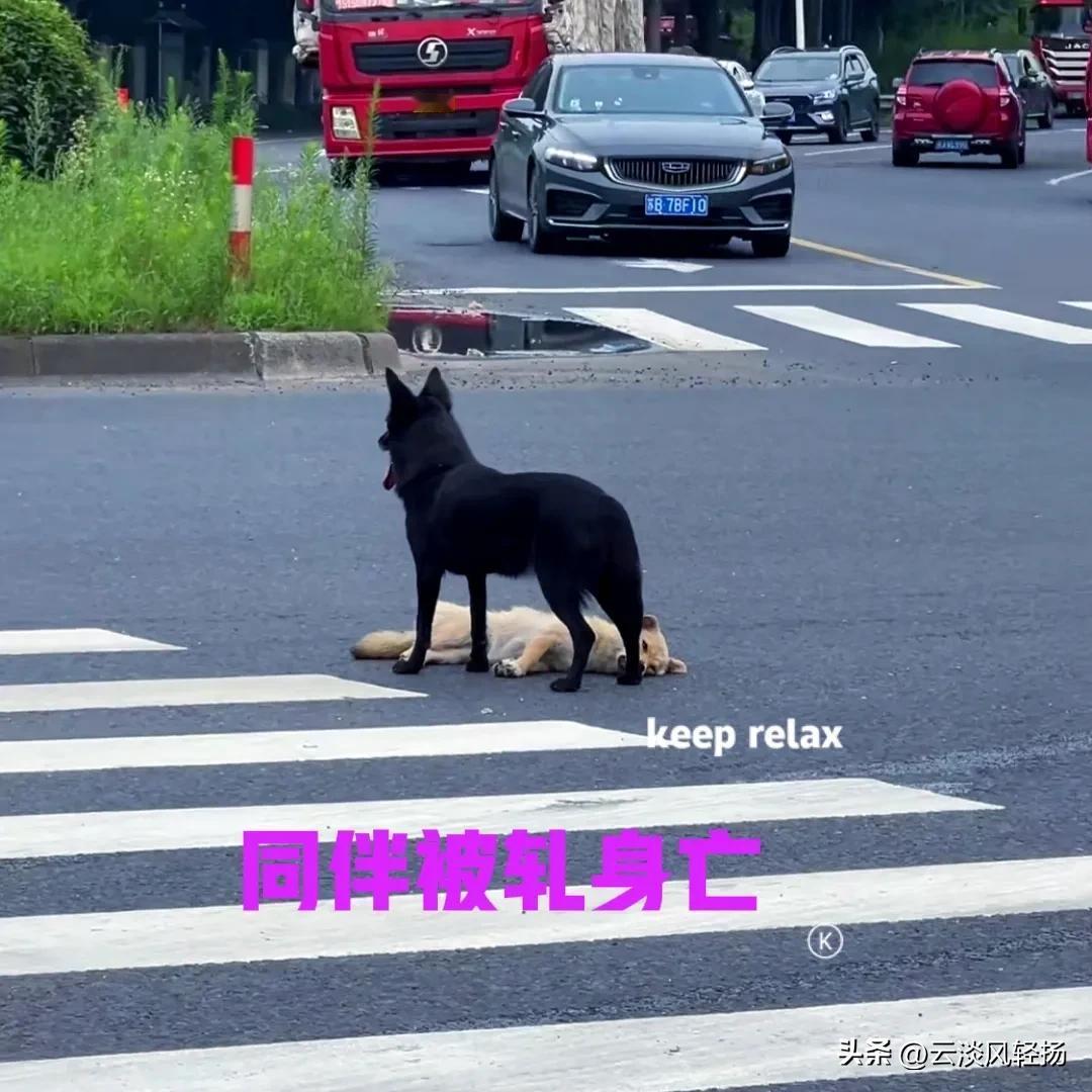 公路上两只狗子结伴同行，在通过斑马线时，黄狗不小心被车轧死，躺在了车来车往的路面