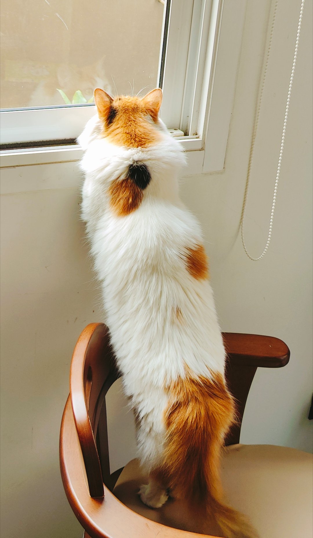 千里迢迢带来的猫，前几天走丢了，找了很久，抱着一线希望问了邻居和物业，人家在FB