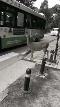 人与动物的和谐共生场景感动了我，大自然和谐共生也是我们人类应该做到自己责任。