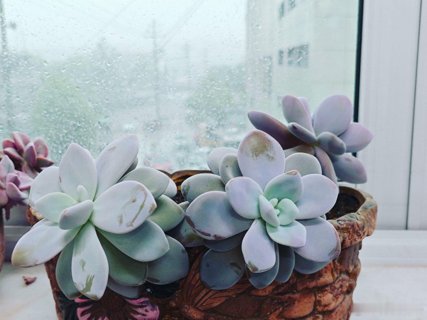 外面雨势汹涌，如瀑布般倾泻而下，闪电划破天际，雷声震耳欲聋。这样的天气，真是让人