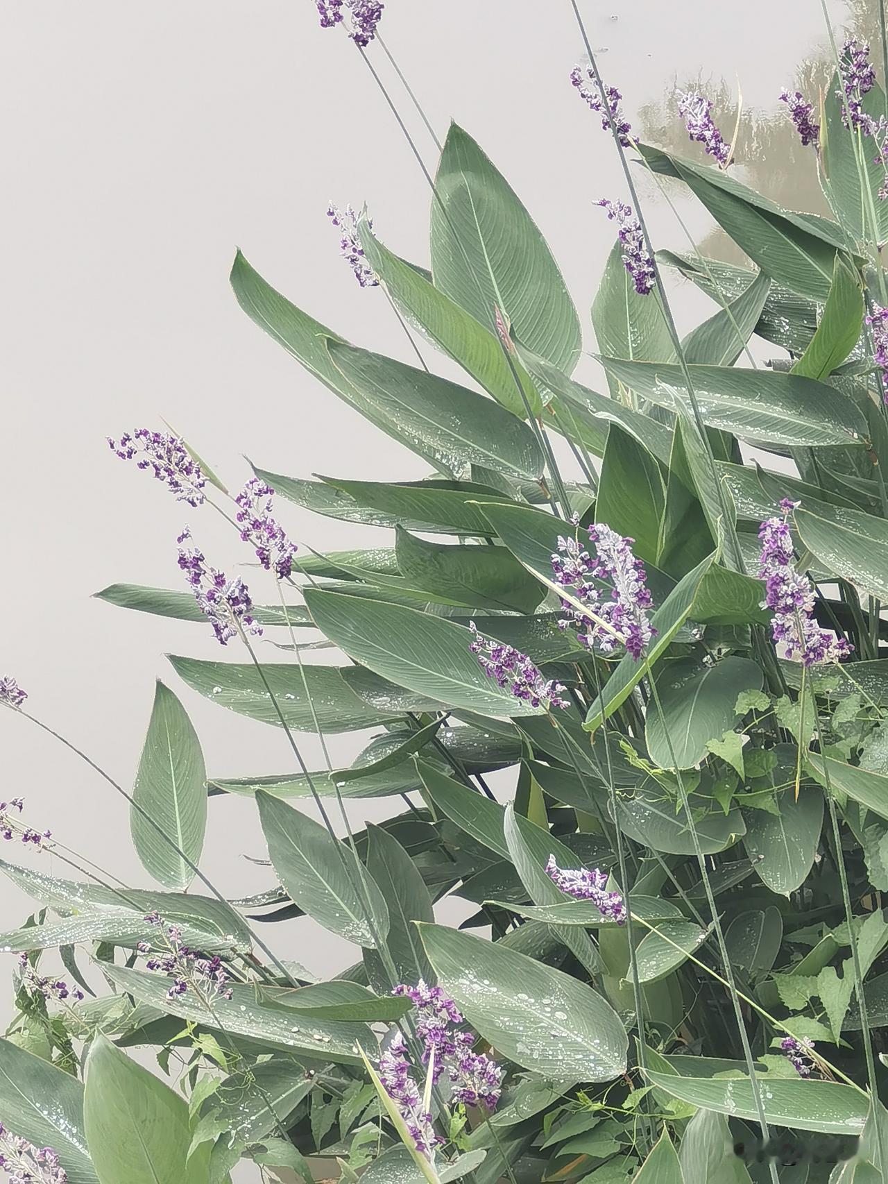相册里的花花草草再力花，也叫水竹芋，是水边很常见的水生观赏植物