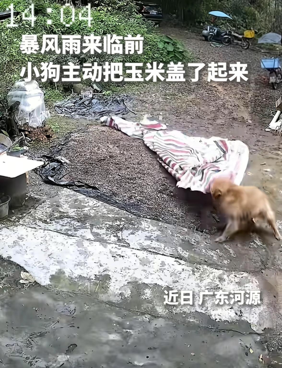 天啊
这小狗居然上人民日报了
这毛孩子🐶也太聪明了吧。

广东河源，主人晒完玉