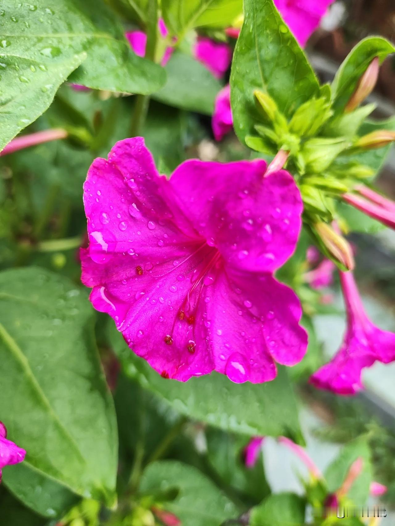 好看吧！
小区的鲜花一朵。