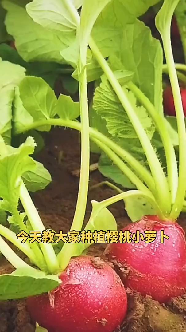 今天教大家种植樱桃小萝卜。
·首先准备好樱桃萝卜种子，用40度左右的温水浸泡两个