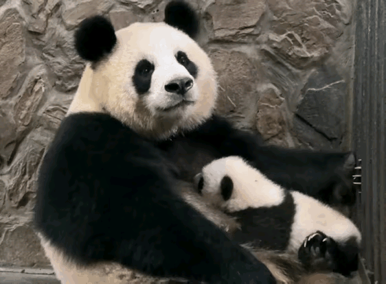 无论你是从哪只熊猫入的坑，你都会反复爱上陈园润！
这句话的含金量在我这里直线上升