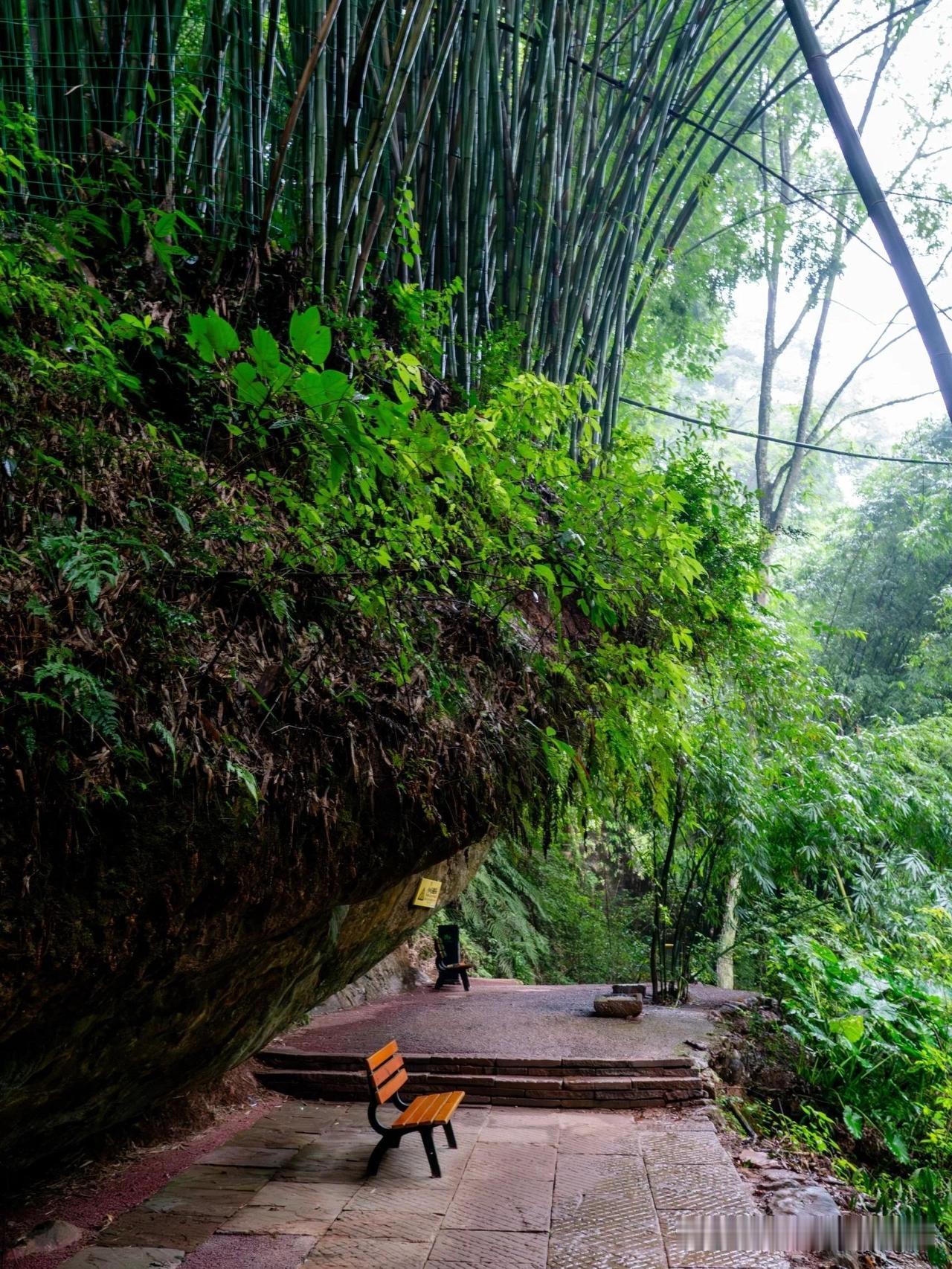 🌿穿越竹林秘境｜私藏川西轻徒步路线

刚打卡完这个藏在川西的治愈系竹海景区，实