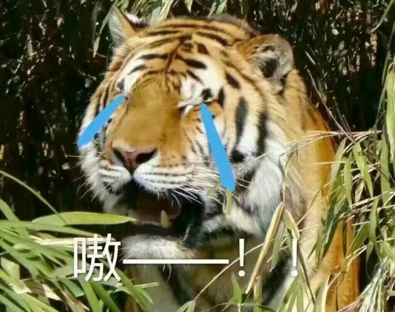 剪了个奇丑无比狗啃一样的刘海 