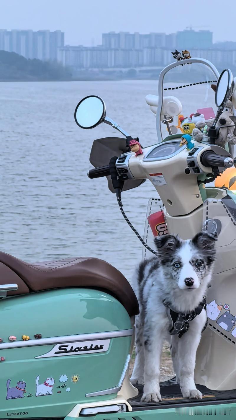 四川平武发生了一件让人感动至深的事情，这不仅仅是人与狗的故事，更是充满了温情的画