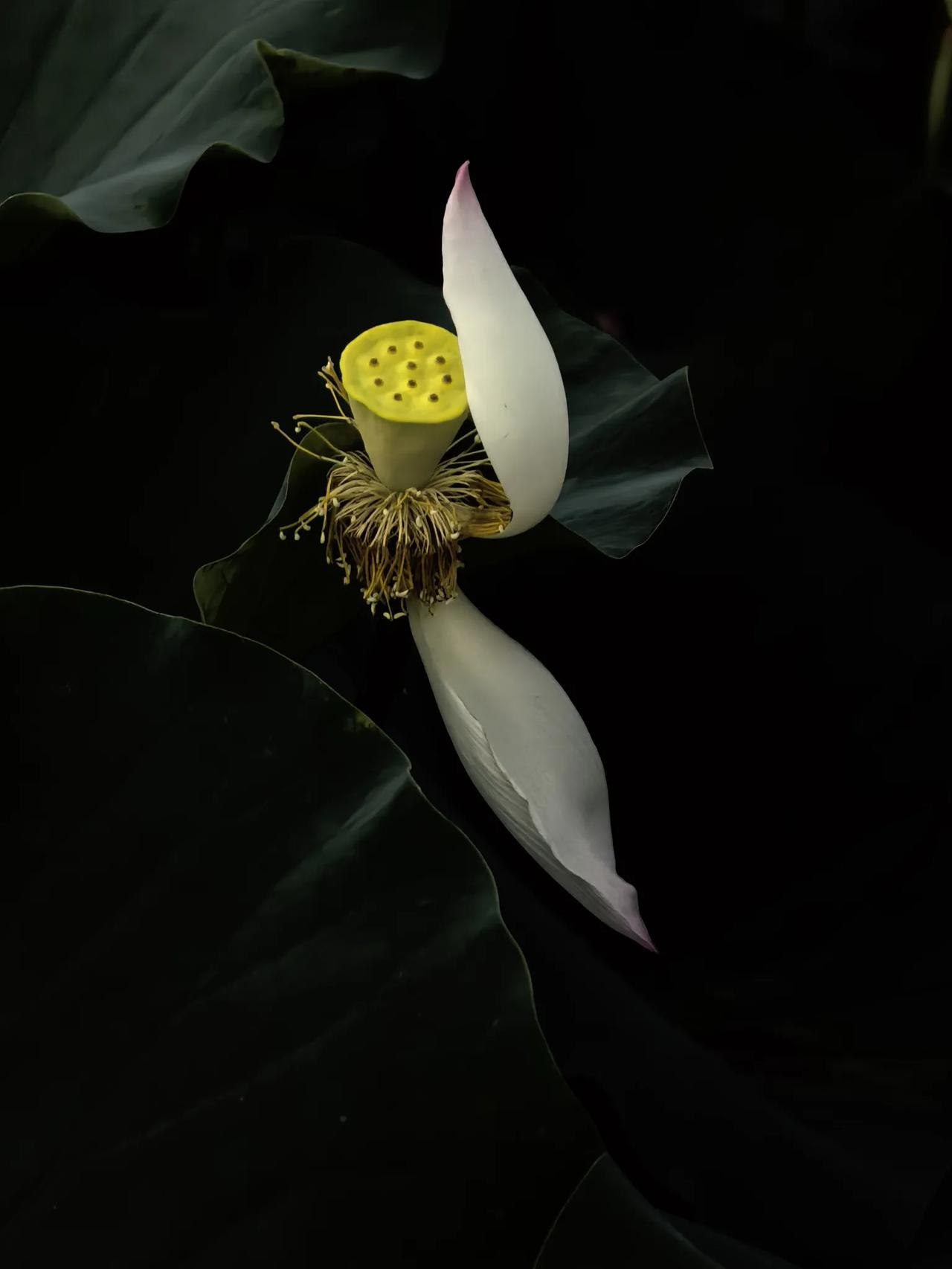发一张你相册最近拍的花