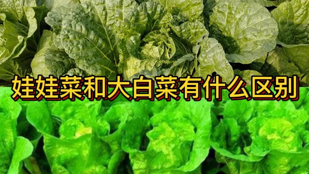 #娃娃菜和大白菜有什么区别#娃娃菜和大白菜是有区别的。娃娃菜体型较小，叶片嫩黄，