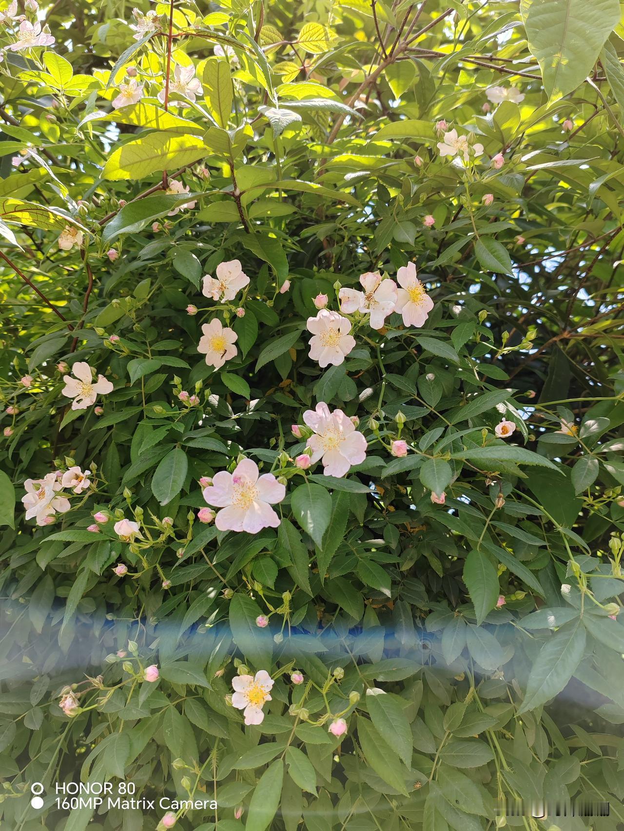 今日跪坐30分钟。
前20分钟还好，后10分钟是酸麻胀痛，一点点的熬出来的。看来
