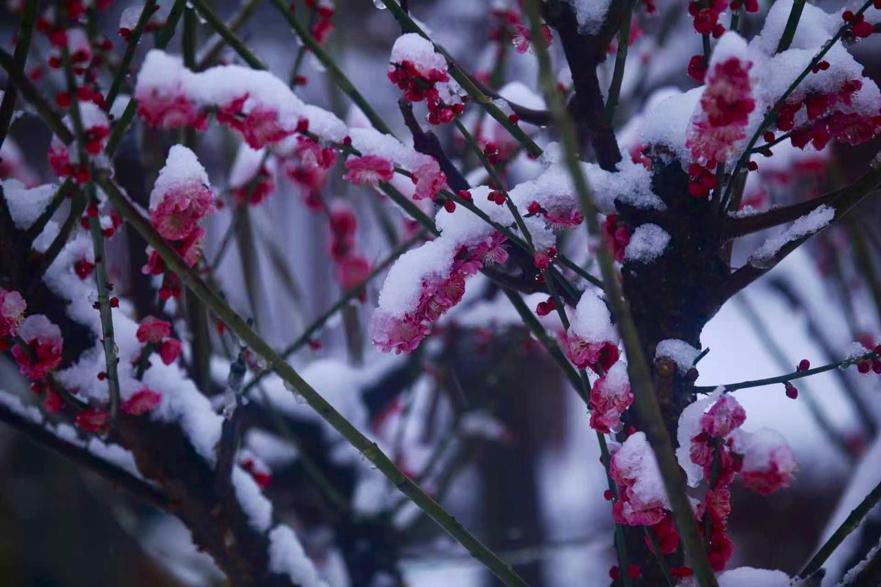踏雪寻梅
总感觉踏雪寻梅是很烂漫的事儿，没想到初春的一场梅花雪让不可能成为了现实