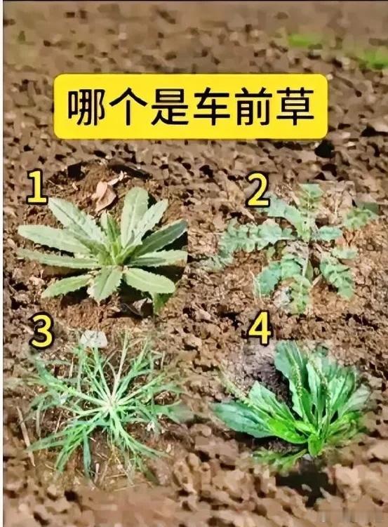 与朋友一同挖掘野菜时，他询问了关于车前草的辨认问题，然而我对此并不了解。请问有人