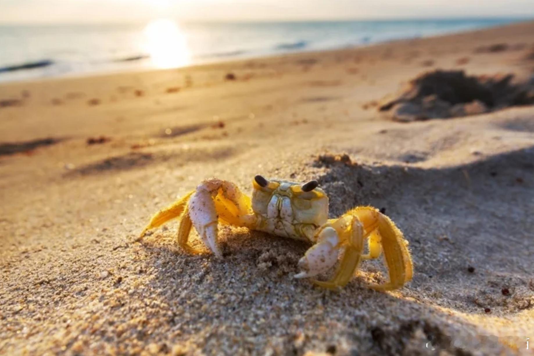 拍片酿悲剧！菲律宾美食博主误食“魔鬼蟹” 中毒两天身亡海外新鲜事 菲律宾一名美食
