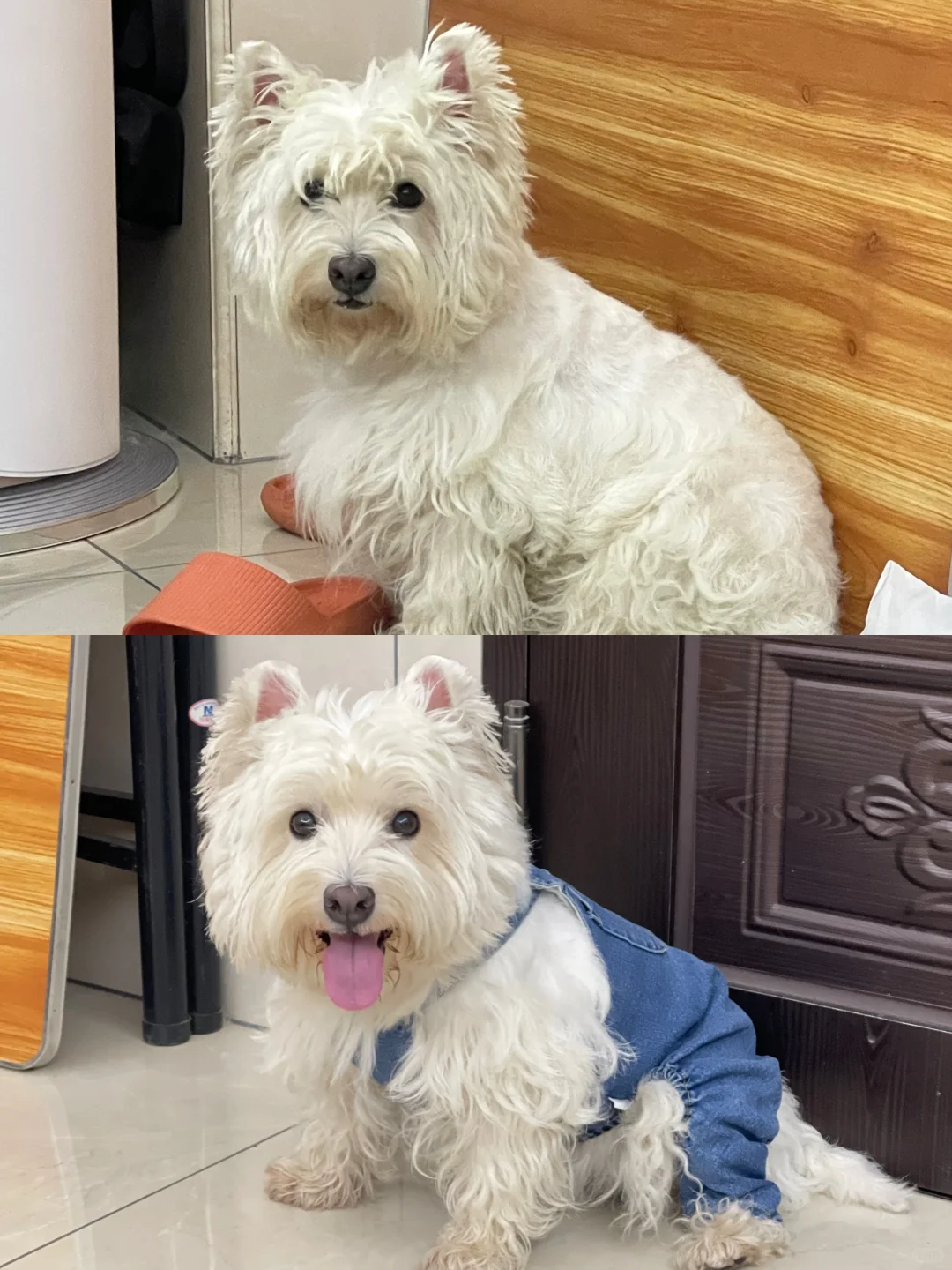 人靠衣装，西高地靠化妆