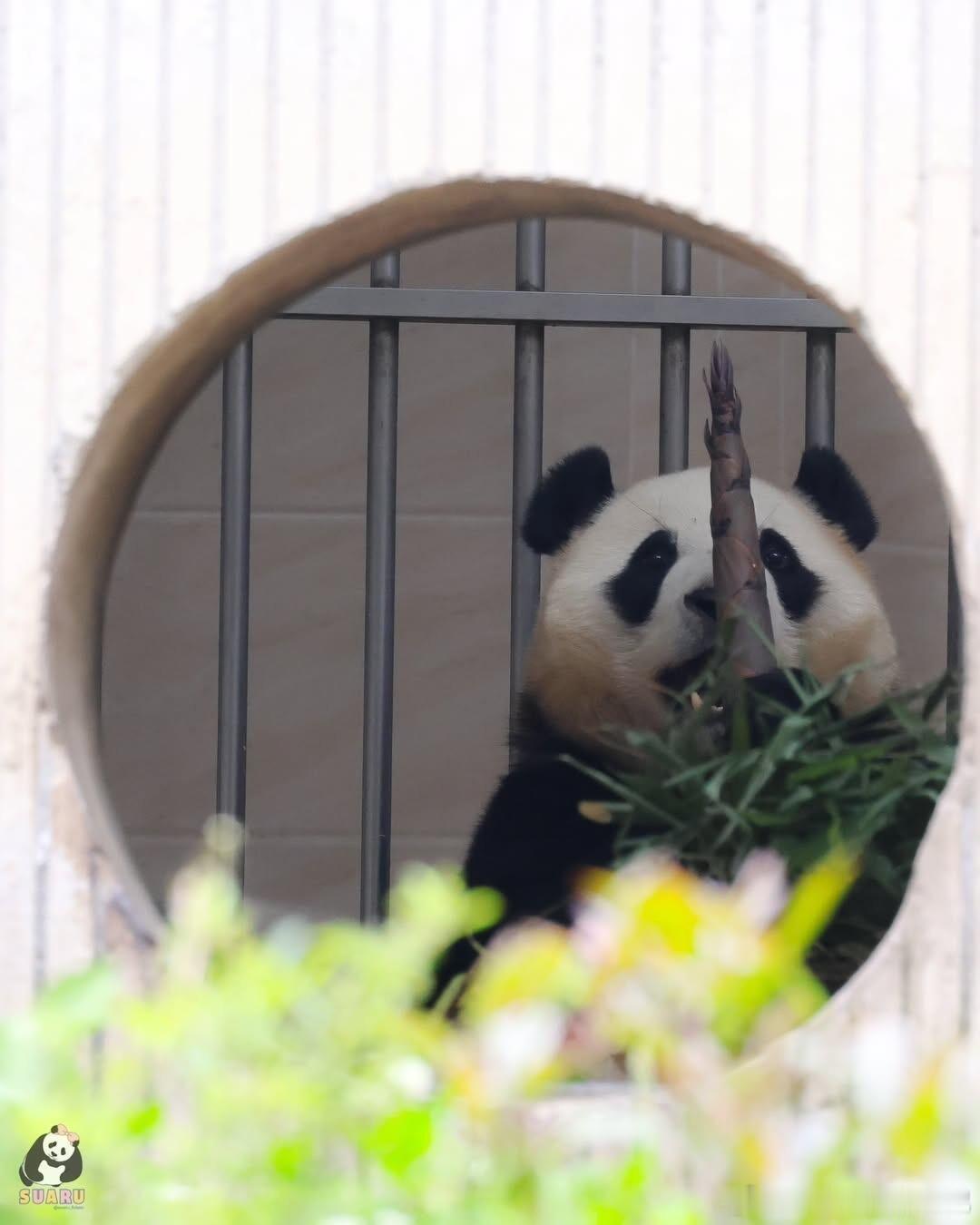 有点傲娇的小可爱福宝～ 