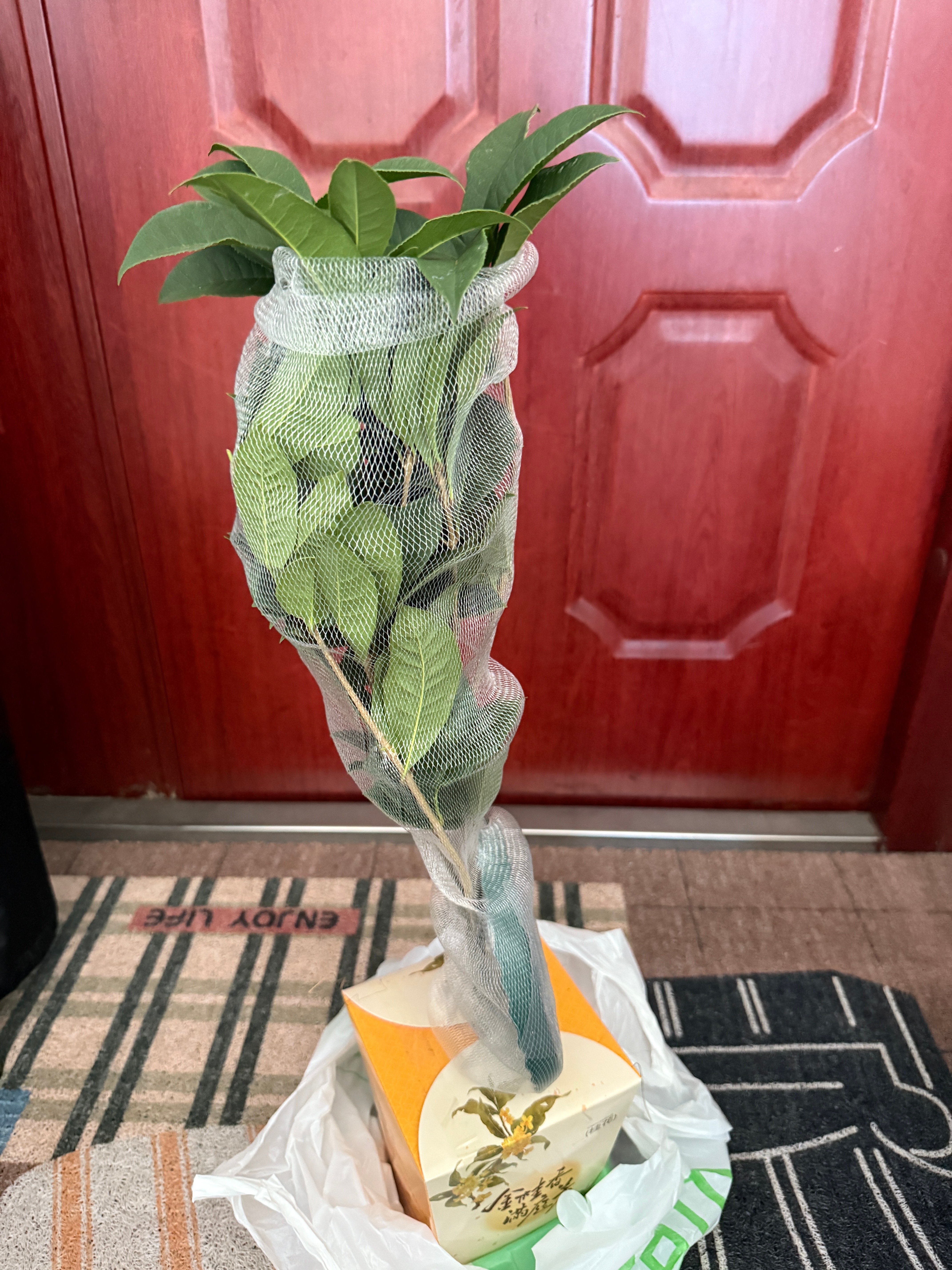 19.9买了盆桂花[傻眼]以解北京秋天没有桂花的遗憾…但这个要怎么养啊…卷妹的唠