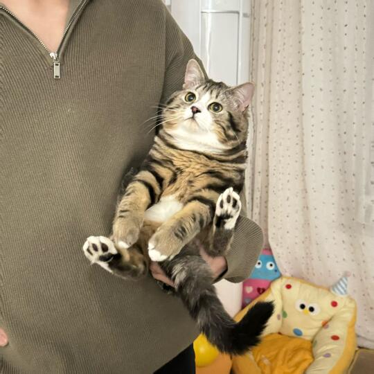 每天抱它一会就当健身了…（举猪🏋️‍♀️）