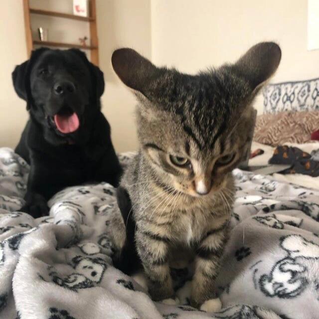 ₊⚝+⁺🦴🐾₊⁺☆+⭒˚ 