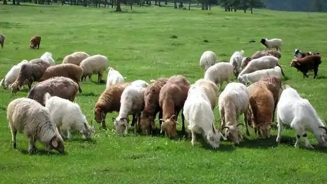 对于那些喜欢大自然、喜欢和羊打交道的人来说，这份工作算不错的。近日，内蒙古锡林浩