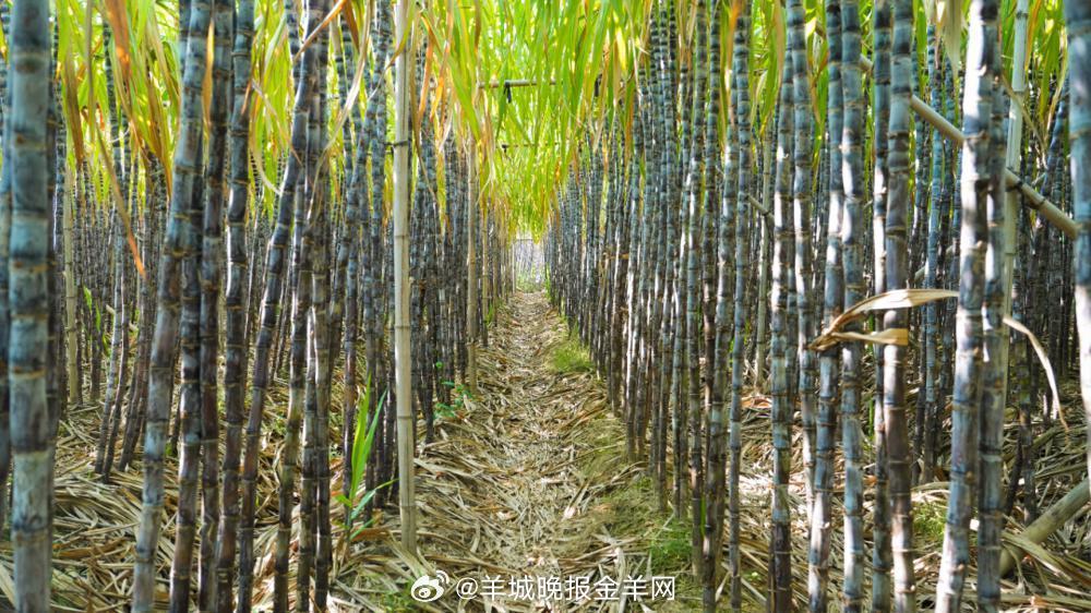 【助蔗农渡难关！#广州榄核镇20个村甘蔗直购点公布#，购买指南→】近日，记者从广