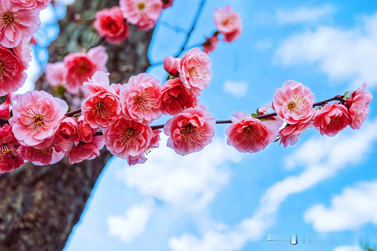 阳春三月，樱花盛开，那满树粉白，真是美不胜收。就像南向店乡王母观风景区的万亩野樱