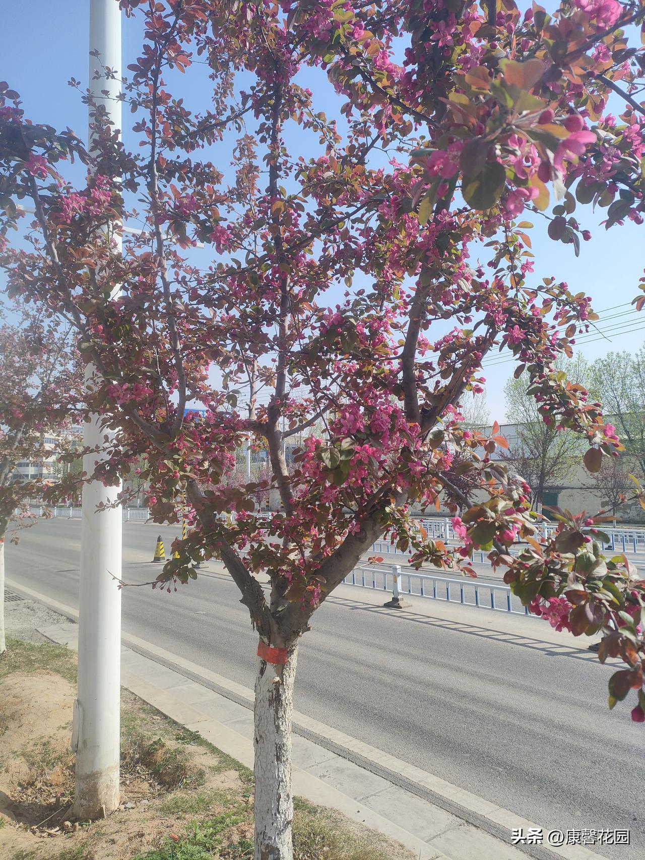 路边这棵树，把春天开得热热闹闹✨
 
走在上班路上，一眼就被这棵树戳中了心巴。
