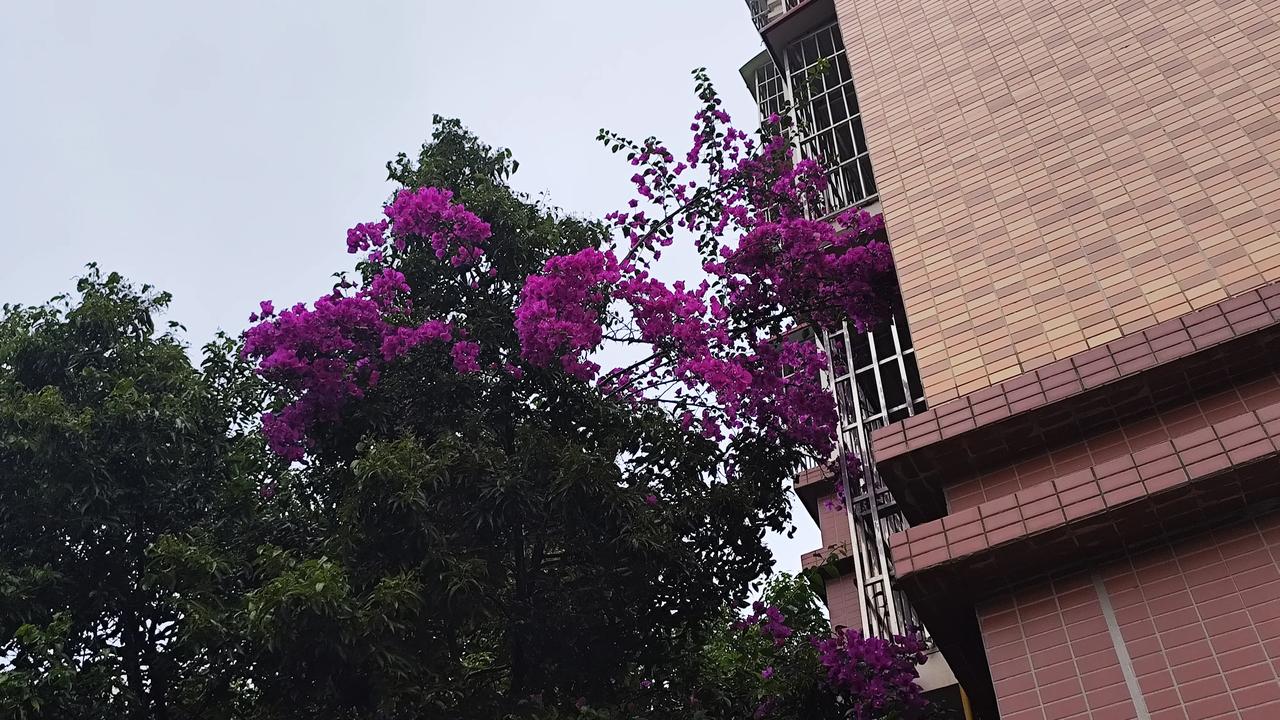 真心话茶局这三角梅的长势可真好。都开成了一面墙，还有开不完的花朵！美中不足的就是