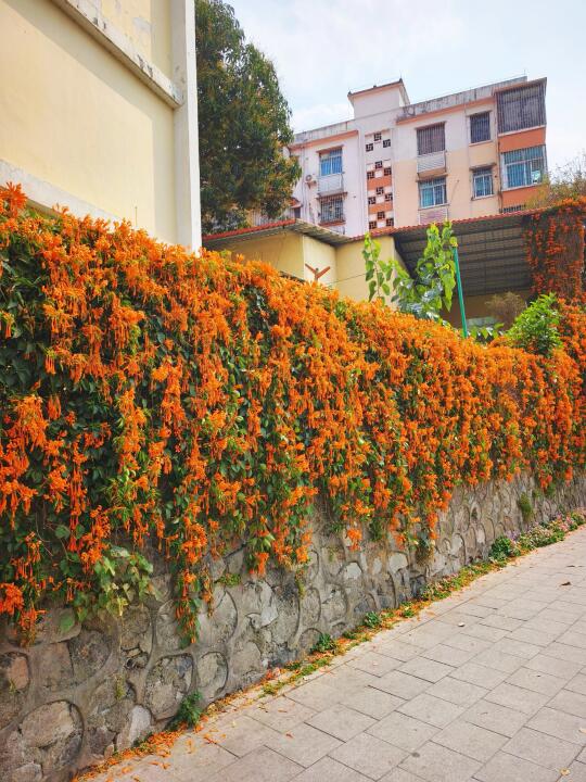 广州同和的炮仗花又开了，这次开成了瀑布