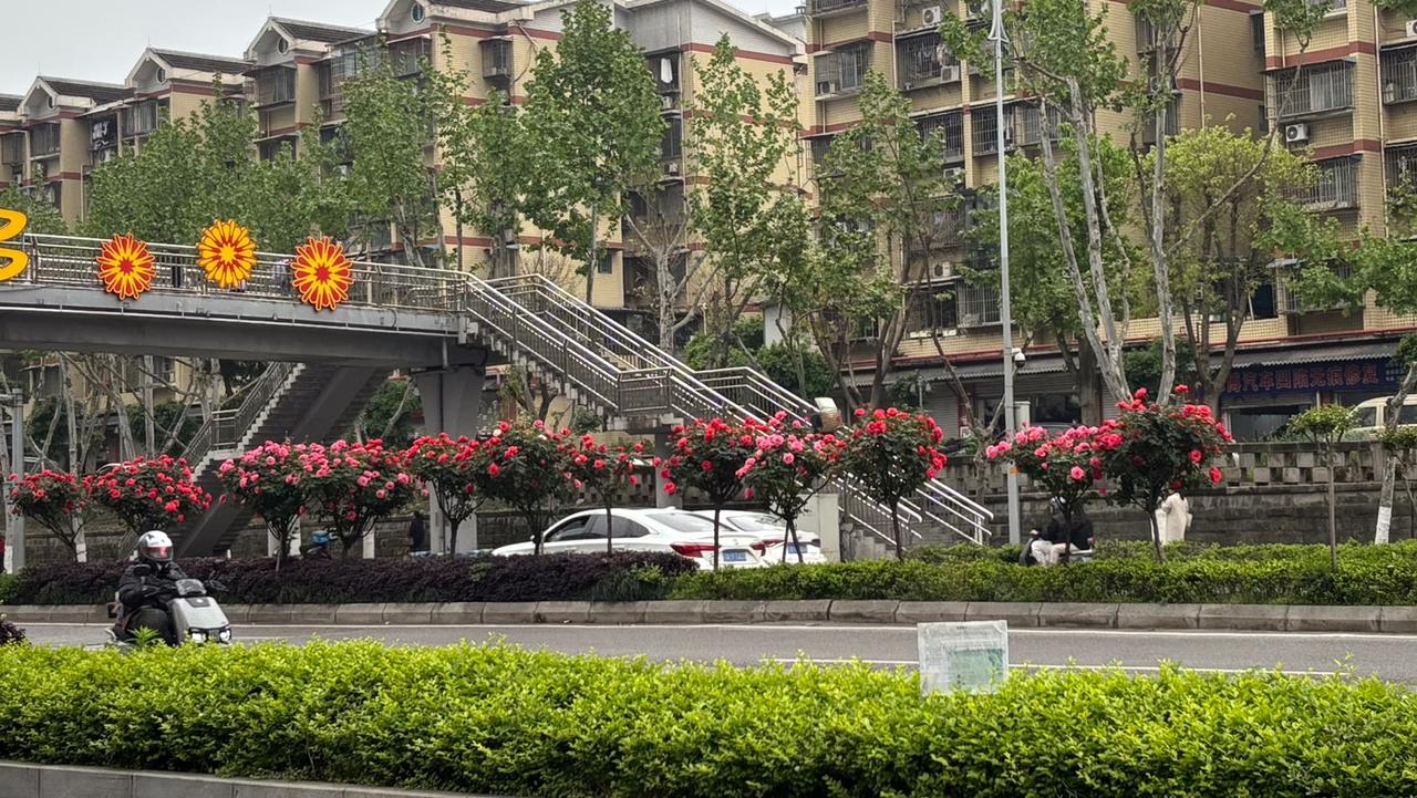 城市的喧嚣中，这些花儿就像一抹温柔的亮色，让人心生愉悦，原来平凡的道路也能美得如