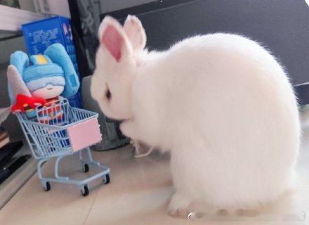 13655🐇【兔祈祷】不知道你是谁，但是妈好像喜欢你，你能不能帮个忙给妈托梦，