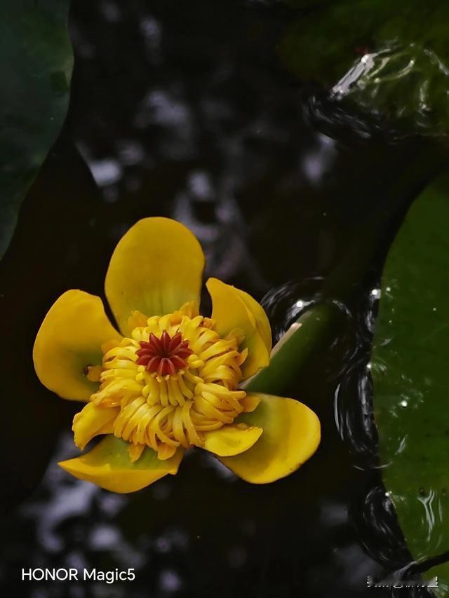去荷塘看荷花……就一定要拍荷花吗？
那可不一定哦！
除了拍荷花，
咱们也可以顺手